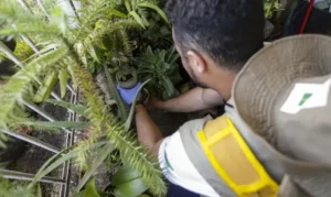 Dia D: secretarias de saúde promovem ações de combate à dengue